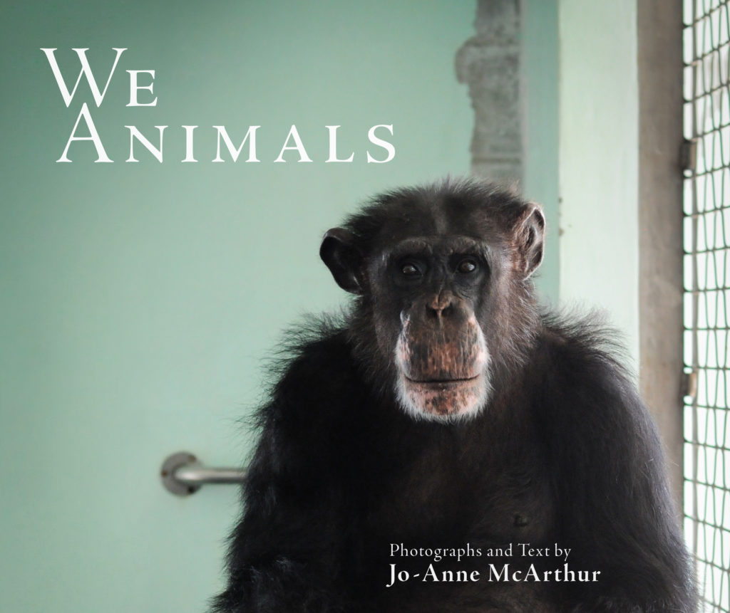 Book cover with the picture of a chimpanzee inside the indoor part of a sanctuary